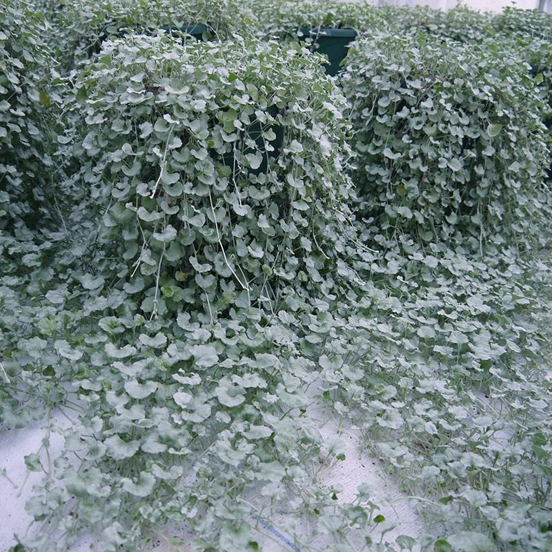  Cây cảnh này còn có tên gọi như cây móng ngựa vì những chiếc lá tương tự móng ngựa, cây vảy rồng (thác bạc vì lá có màu bạc), cây tiền vàng (thác vàng) lá có hình như đồng tiền vàng cổ xưa và dưới ánh nắng, những chiếc lá xanh có thể chuyển màu vàng lóng lánh, rất rực rỡ, như... vàng. Ảnh minh họa Toutiao 