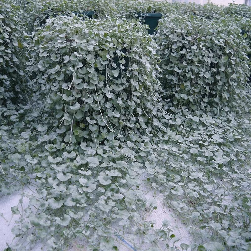  Cây cảnh này còn có tên gọi như cây móng ngựa vì những chiếc lá tương tự móng ngựa, cây vảy rồng (thác bạc vì lá có màu bạc), cây tiền vàng (thác vàng) lá có hình như đồng tiền vàng cổ xưa và dưới ánh nắng, những chiếc lá xanh có thể chuyển màu vàng lóng lánh, rất rực rỡ, như... vàng. Ảnh minh họa Toutiao 