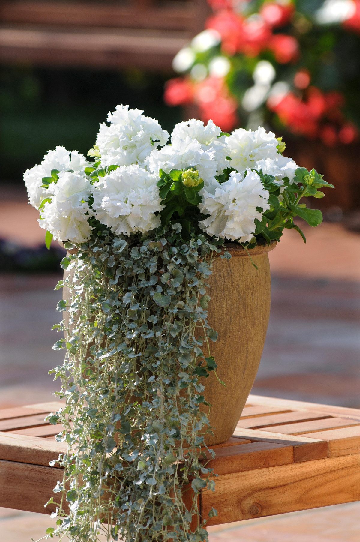  Những chiếc lá của 2 chị em thác vàng và thác bạc có hình dáng khá giống lá rau má, hình dẻ quạt. Chúng có những bông hoa không nổi bật lắm, nhạt màu, vàng xanh hoặc trắng, có thể xuất hiện vào đầu mùa hè. Ảnh minh họa Toutiao