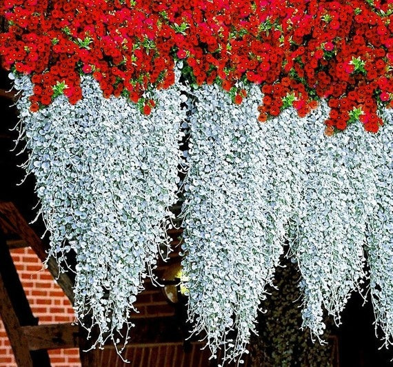  Ngoài ra, nhờ độ che phủ tốt khi treo cây ở ban công, cây cảnh này sẽ giúp làm dịu không khí cũng như che chắn nắng cho ngôi nhà của bạn. Trong y học, cây vảy rồng còn có công dụng chữa trị hiệu quả, đảm bảo an toàn với các chứng bệnh như huyết áp cao, sỏi mật, sỏi tiết niệu...Ảnh minh họa etsy 