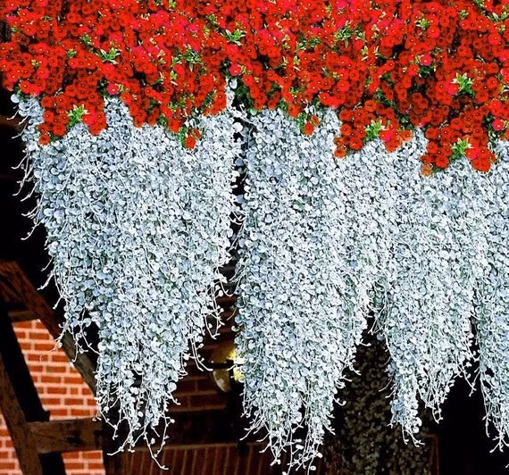  Ngoài ra, nhờ độ che phủ tốt khi treo cây ở ban công, cây cảnh này sẽ giúp làm dịu không khí cũng như che chắn nắng cho ngôi nhà của bạn. Trong y học, cây vảy rồng còn có công dụng chữa trị hiệu quả, đảm bảo an toàn với các chứng bệnh như huyết áp cao, sỏi mật, sỏi tiết niệu...Ảnh minh họa etsy 