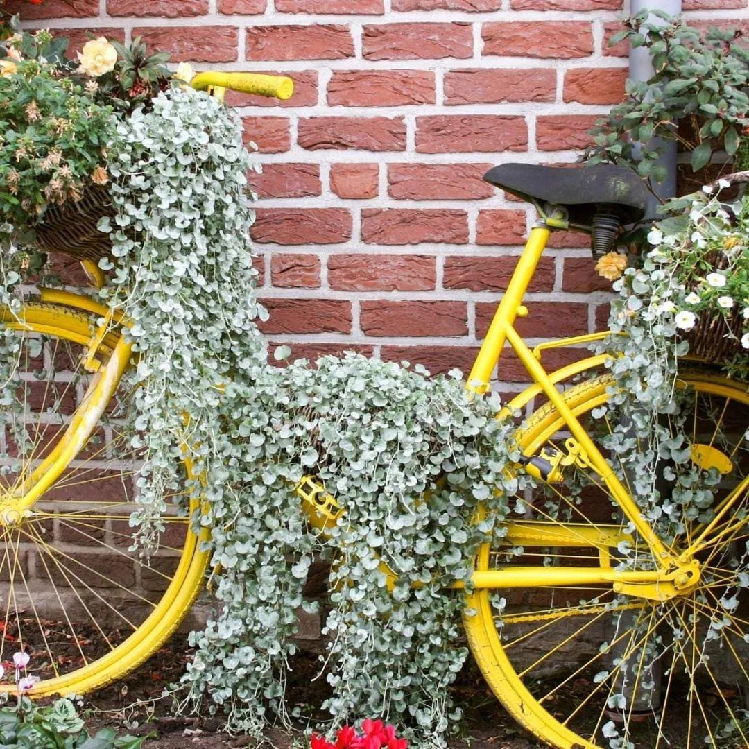 Cây cảnh này có thể dùng để che phủ mặt đất, bò lan rất nhanh, tạo thành một thảm thực vật xanh tươi tốt. Cây thường cao không quá 5cm nhưng nếu đặt trong chậu, thân leo của nó có thể vươn dài từ 1,2-1,8m.