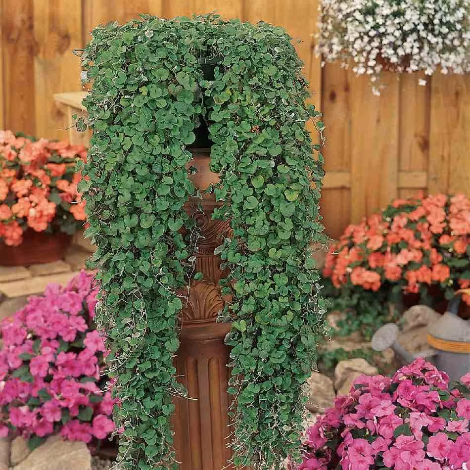 Thói quen rủ xuống giúp thác vàng, thác bạc trở thành cây treo hoàn hảo để treo ở ban công, hiên nhà hay trong sân vườn. Những chiếc lá lấp ánh ánh bạc, ánh vàng của chúng quả là điểm nhấn tuyệt vời cho gia đình bạn. Ảnh minh họa Toutiao 