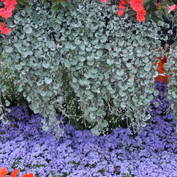  Cách trồng cây cảnh thác vàng, thác bạc. Cây móng ngựa có thể được trồng từ hạt hoặc chồi. Trồng vào cuối mùa xuân khi nhiệt độ mát mẻ. Ở những vùng có khí hậu ấm hơn, nó cũng có thể được trồng vào đầu mùa thu. 