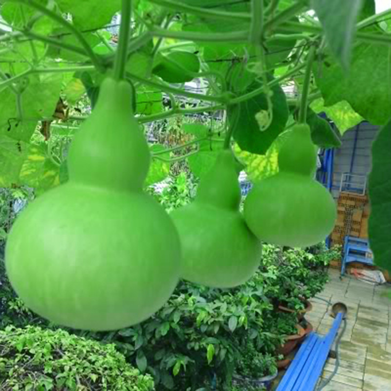  Ngoài ra, người xưa còn có câu: "Bầu đè cửa sổ, tiền lăn ra ngoài", có ngụ ý về việc sinh sôi nảy nở tài lộc nếu như trong nhà có một giàn bầu. Người ta cũng thường dùng quả bầu khô treo ở cửa để làm "linh vật" mang lại sự giàu có.