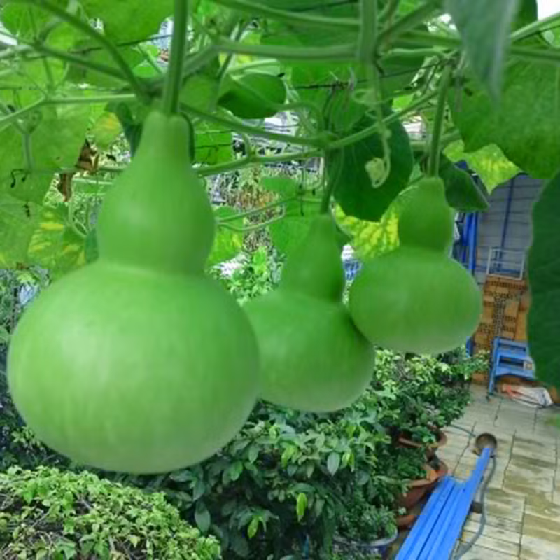  Ngoài ra, người xưa còn có câu: "Bầu đè cửa sổ, tiền lăn ra ngoài", có ngụ ý về việc sinh sôi nảy nở tài lộc nếu như trong nhà có một giàn bầu. Người ta cũng thường dùng quả bầu khô treo ở cửa để làm "linh vật" mang lại sự giàu có.