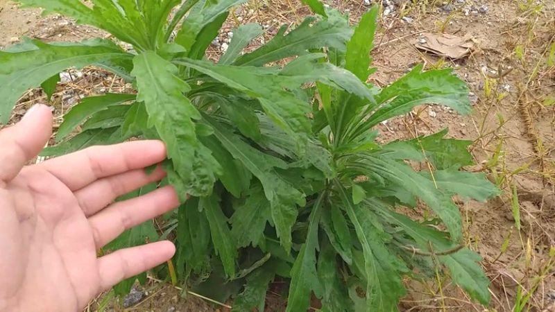 Ngoài ra, trong y học cổ truyền, ngải cứu được cho là có tác dụng ấm dương, xua lạnh, giúp con người chống lại tà khí lạnh từ bên ngoài và bảo vệ sức khỏe.