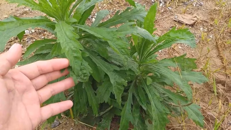 Ngoài ra, trong y học cổ truyền, ngải cứu được cho là có tác dụng ấm dương, xua lạnh, giúp con người chống lại tà khí lạnh từ bên ngoài và bảo vệ sức khỏe.