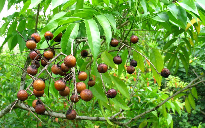  Bồ hòn cũng có mối liên hệ sâu sắc với Phật giáo khi hạt có thể làm thành các chuỗi tràng hạt, càng dùng lâu càng lên nước bóng loáng như ngọc, nên có còn được gọi là hạt bồ đề. Do đó, theo người xưa, bồ hòn có ý nghĩa "không lo lắng và không phiền muộn". Trồng xà phòng ở sân nhà được coi là có tác dụng xua đuổi tà ma, xua tan u ám, tích lũy vận may và mang lại cát tường. 