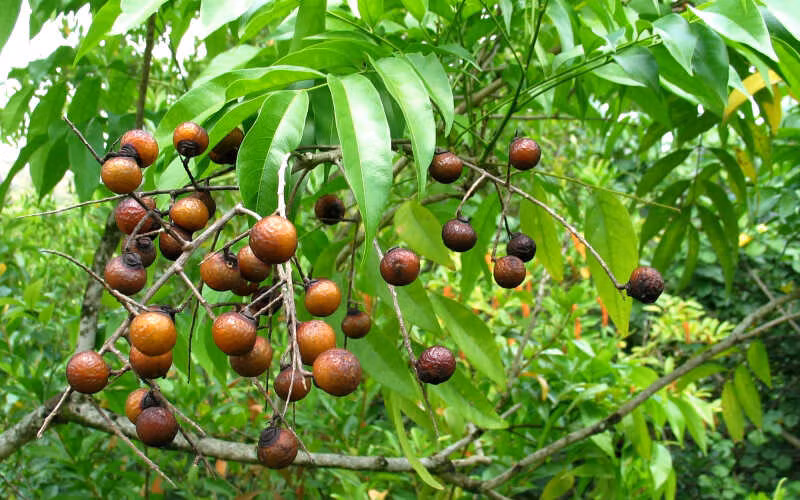  Bồ hòn cũng có mối liên hệ sâu sắc với Phật giáo khi hạt có thể làm thành các chuỗi tràng hạt, càng dùng lâu càng lên nước bóng loáng như ngọc, nên có còn được gọi là hạt bồ đề. Do đó, theo người xưa, bồ hòn có ý nghĩa "không lo lắng và không phiền muộn". Trồng xà phòng ở sân nhà được coi là có tác dụng xua đuổi tà ma, xua tan u ám, tích lũy vận may và mang lại cát tường. 