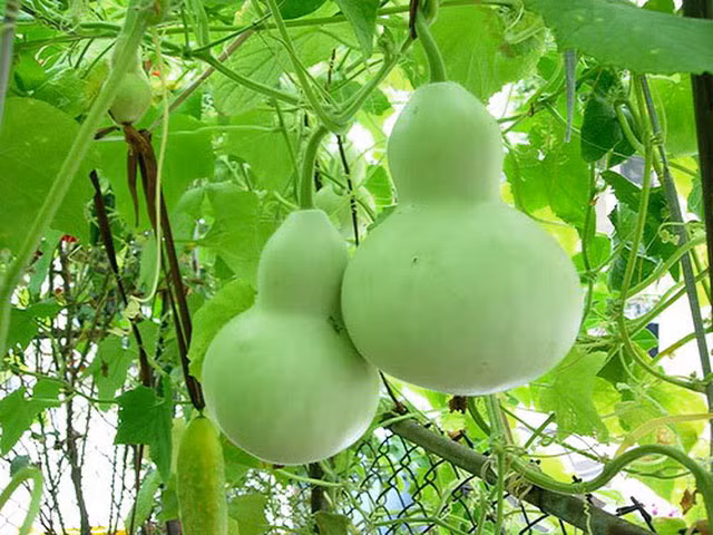 Trong tiếng Hán Việt, quả bầu có cách phát âm gần giống với “phúc lộc” nên người xưa cho rằng, việc trồng hoặc treo bầu trong nhà có ý nghĩa gia tăng tài lộc, phú quý.