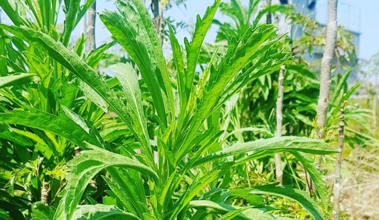  Ngảy cứu có mùi thơm nồng, người xưa tin rằng chúng có thể xua đuổi tà ma và bệnh tật. Người xưa tin rằng treo cây ngải cứu trong Tết Đoan ngọ sẽ thanh lọc không khí, xua đuổi bệnh tật và bảo vệ sức khỏe cho gia đình bạn.