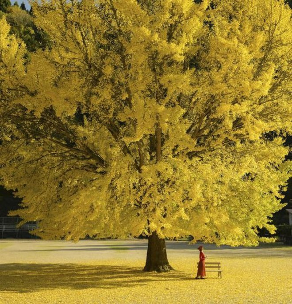 Hơn nữa, lá của cây bạch quả chuyển sang màu vàng vào mùa thu nên theo thuyết phong thủy, cây cảnh bạch quả có tác dụng mang lại sự giàu có và là loại cây cát tường rất tốt có tác dụng xua đuổi tà ma, thu hút tài lộc.