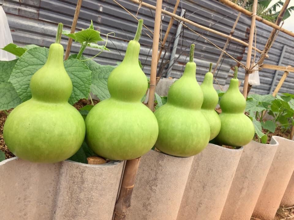 Cái bụng to của quả bầu không chỉ có tác dụng "hút của cải" mà còn nhắc nhở cho người ta về bản tính rộng lượng, kiên nhẫn, làm việc lớn để có thể chứa được "cả thiên hạ". Theo người xưa, quả bầu trong thần thoại cũng là một sinh vật có phép thuật có thể xua đuổi quái vật và ma quỷ. 