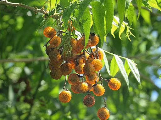 Cây bồ hòn là loại cây rụng lá, thân thẳng, cành lá xòe rộng, bóng mát xanh dày đặc. Vào mùa hè, cành và lá rậm rạp và xanh tươi. Vào mùa thu, lá chuyển sang màu vàng rực rỡ.