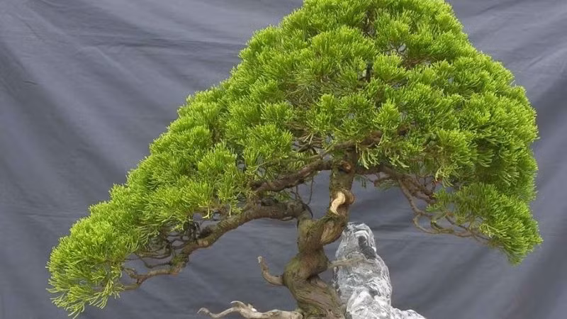 Theo người xưa, cây bách còn là biểu tượng của lối sống ngay thẳng, ngoan cường và bất khuất, chúng luôn mạnh mẽ vươn mình, dù cho có sống trên những môi trường khắc nghiệt, những địa hình hiểm trở một cách phi thường.