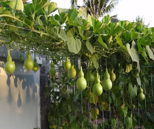 Người xưa nói: “Treo bầu ở tiền sảnh sẽ mang lại sự thịnh vượng cho gia đình” cũng chính là ý nghĩa này. Tài lộc là điều mà ai cũng theo đuổi nên bầu bí đương nhiên được ưa chuộng hơn.