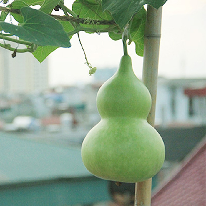  Vì vậy, việc trồng một quả bầu trong nhà hoặc treo vật trang trí trên bầu có thể đóng vai trò xua đuổi tà ma, bảo vệ ngôi nhà. Người xưa cho rằng trồng bầu tại nhà có thể giữ an toàn cho gia đình bạn. Ngoài ra, việc trồng hay treo bầu trong nhà là để thu thập tài lộc và sinh nhiều con cháu; cùng nhau già đi; treo trên xe để cầu phúc lộc, an toàn... 