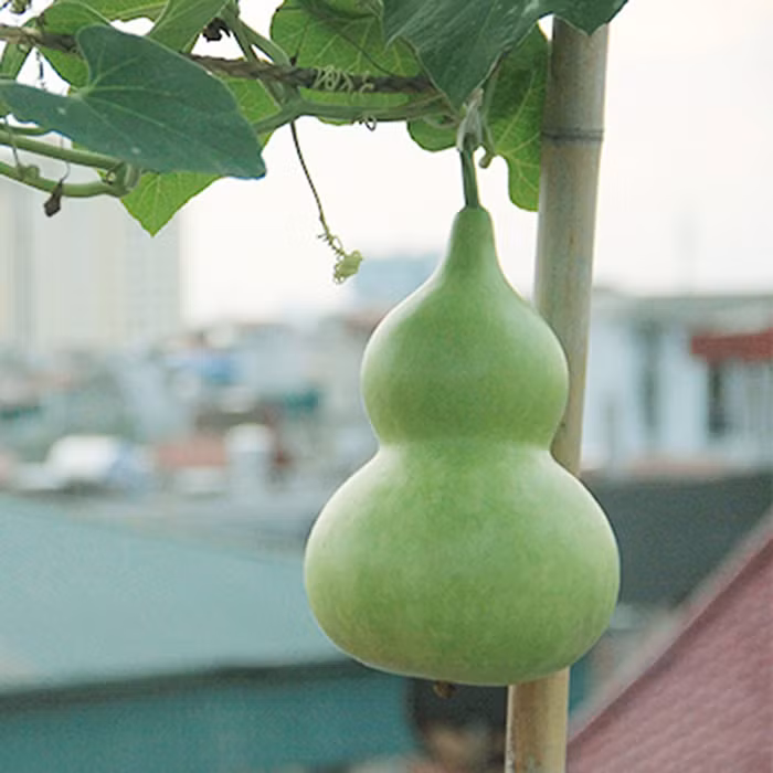  Vì vậy, việc trồng một quả bầu trong nhà hoặc treo vật trang trí trên bầu có thể đóng vai trò xua đuổi tà ma, bảo vệ ngôi nhà. Người xưa cho rằng trồng bầu tại nhà có thể giữ an toàn cho gia đình bạn. Ngoài ra, việc trồng hay treo bầu trong nhà là để thu thập tài lộc và sinh nhiều con cháu; cùng nhau già đi; treo trên xe để cầu phúc lộc, an toàn... 