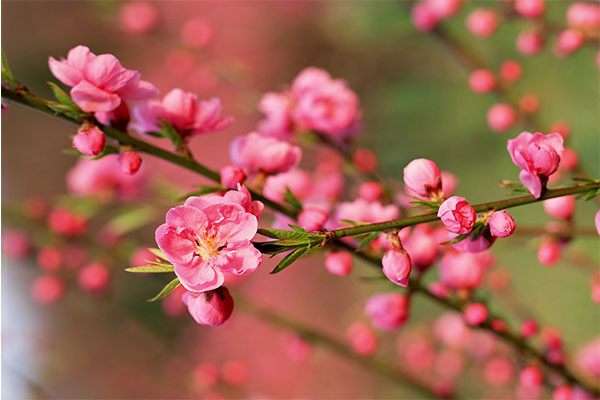  Vào thời xa xưa, cây đào được coi là cây tốt lành, tượng trưng cho sự may mắn và hy vọng. Người xưa cho đến ngày nay đều thích dùng hoa đào trưng bày trong năm mới để mang lại may mắn và thu hút tài lộc.