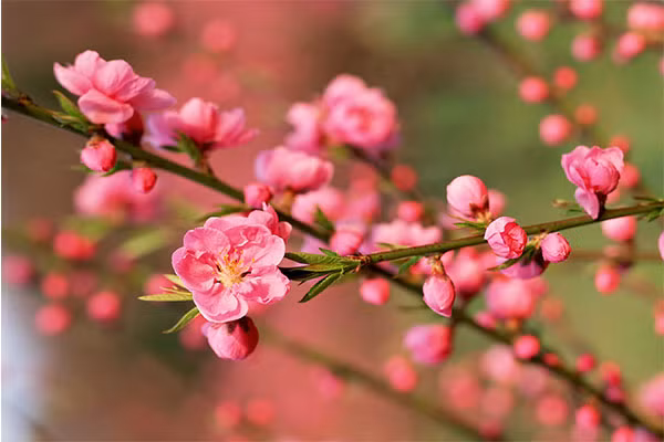  Vào thời xa xưa, cây đào được coi là cây tốt lành, tượng trưng cho sự may mắn và hy vọng. Người xưa cho đến ngày nay đều thích dùng hoa đào trưng bày trong năm mới để mang lại may mắn và thu hút tài lộc.