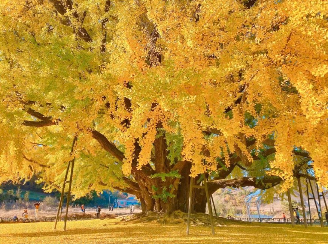 Người xưa cho rằng cây bạch quả ẩn chứa sức mạnh thần bí, có thể trấn trạch, an gia rất tốt. Trồng cây cảnh này trong nhà cũng mang đến những lời chúc về tuổi thọ, may mắn, tài lộc.