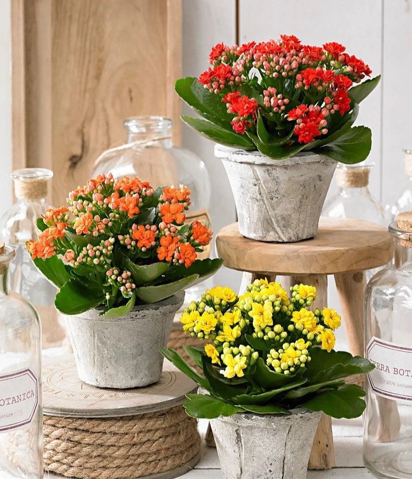 3. Cây cảnh: Sống đời. Hoa sống đời nhỏ, đường kính thường có kích thước bằng đồng xu và có nhiều màu sắc khác nhau, bao gồm đỏ, trắng, hồng, cam, tím... Một số giống thậm chí có thể nở ba màu. 