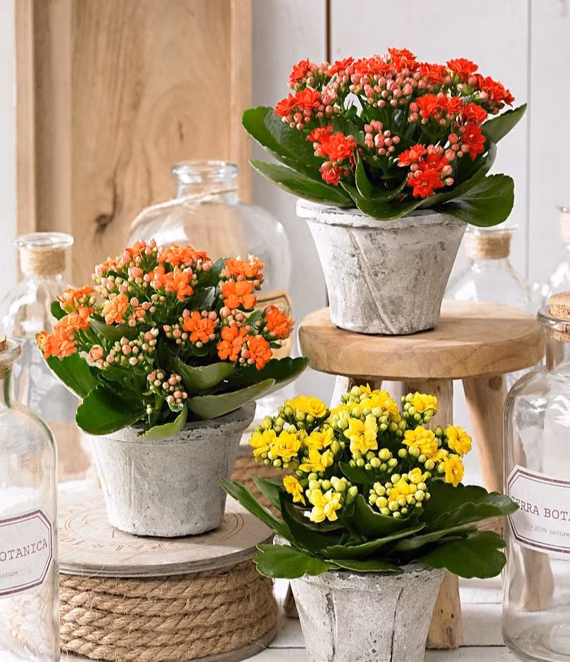 3. Cây cảnh: Sống đời. Hoa sống đời nhỏ, đường kính thường có kích thước bằng đồng xu và có nhiều màu sắc khác nhau, bao gồm đỏ, trắng, hồng, cam, tím... Một số giống thậm chí có thể nở ba màu. 