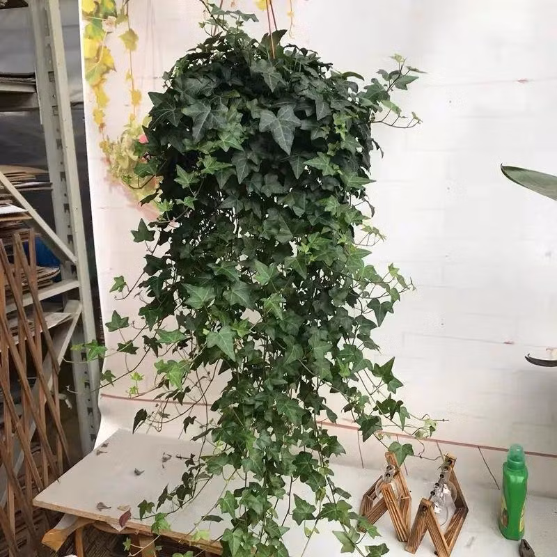  2. Cây cảnh: Thường xuân. Hầu hết các loại cây sẽ hô hấp vào ban đêm để hấp thụ oxy và thải ra carbon dioxide vào ban đêm nhưng cây cảnh thường xuân còn có khả năng đặc biệt là giải phóng oxy vào ban đêm. 