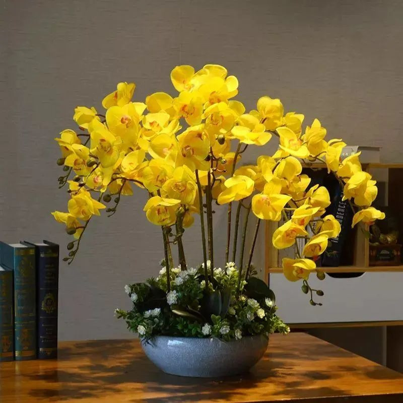  Cây cảnh này có hình dáng cây đẹp, màu sắc tươi sáng, không có hương hoa và không có mùi đặc trưng. Khi đặt trong phòng ngủ không chỉ có tác dụng bồi bổ sức khỏe mà còn thanh lọc không khí trong nhà, giúp cải thiện môi trường trong nhà. 