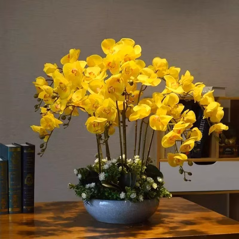  Cây cảnh này có hình dáng cây đẹp, màu sắc tươi sáng, không có hương hoa và không có mùi đặc trưng. Khi đặt trong phòng ngủ không chỉ có tác dụng bồi bổ sức khỏe mà còn thanh lọc không khí trong nhà, giúp cải thiện môi trường trong nhà. 