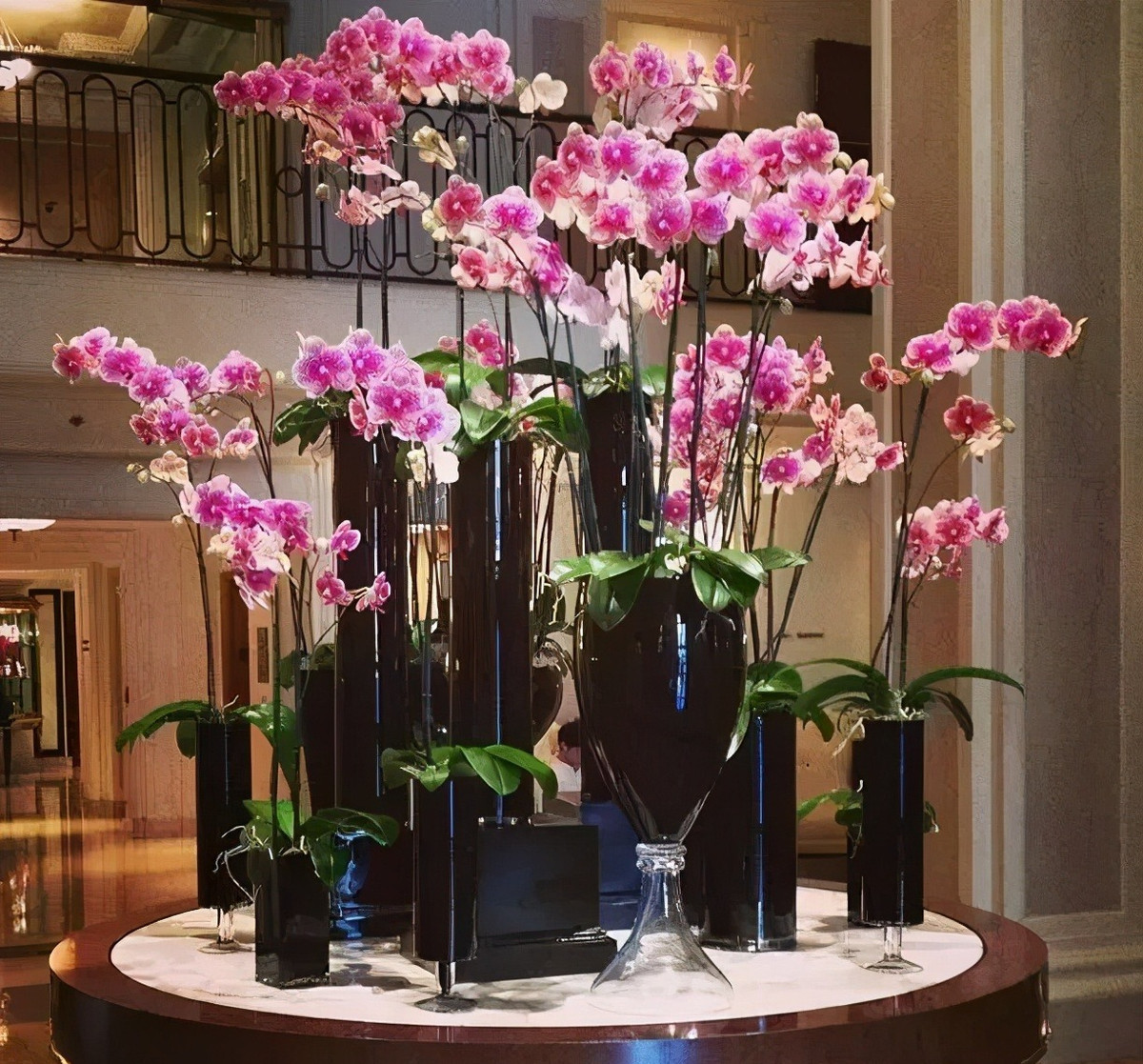  6. Cây cảnh: Lan hồ điệp. Hoa lan hồ điệp được yêu thích vì vẻ ngoài duyên dáng và sự đa dạng phong phú. Cây của nó rất đặc biệt, lá rộng và ngắn, cuống hoa mảnh và thẳng, hoa nở thành chùm, thời gian ra hoa dài, thậm chí chơi được nửa năm, giá trị làm cảnh rất cao. 