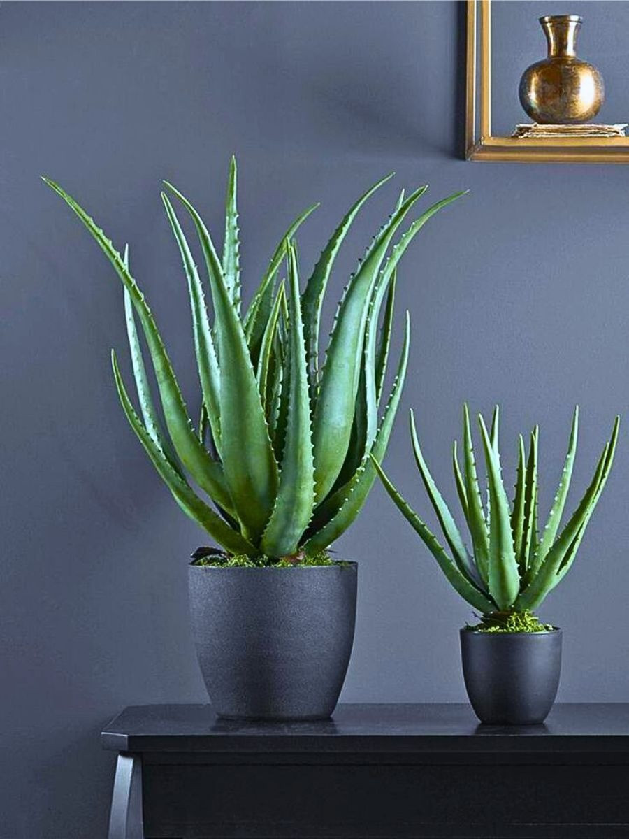  4. Cây cảnh: Nha đam.Nha đam là một loại cây tốt lành, không chỉ làm đẹp gia đình mà còn có tính ứng dụng cao, thanh lọc không khí, chế biến món ăn, làm mỹ phẩm... 