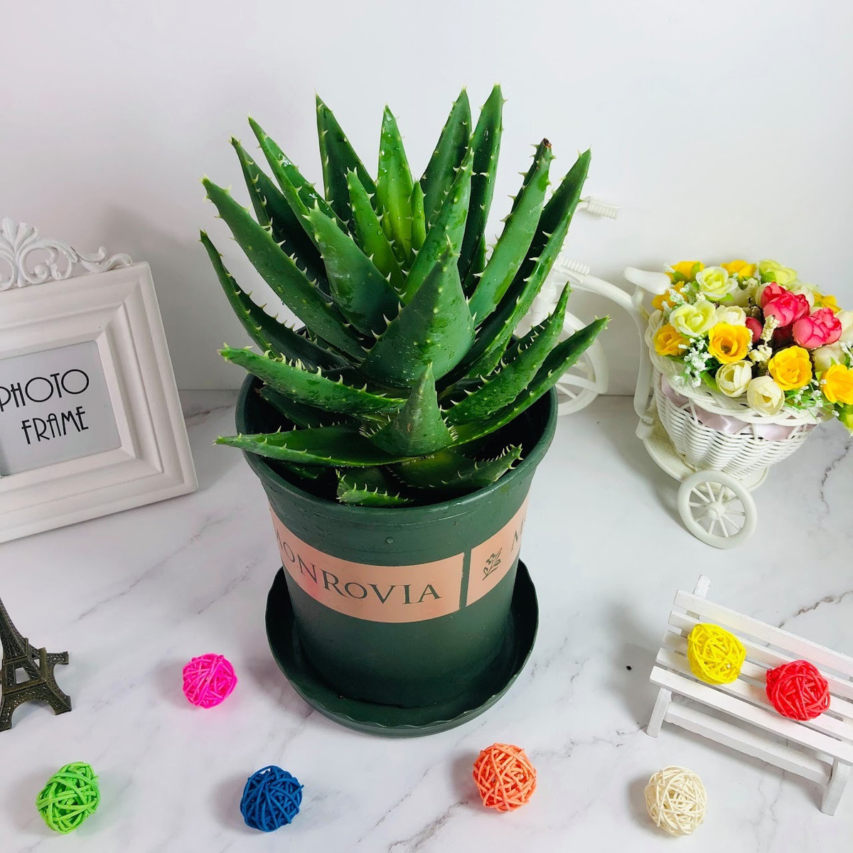  Cây nha đam còn có ý nghĩa rất đặc biệt trong phong thủy, khi gia chủ trồng cây này sẽ mang tới may mắn, tài lộc. Cây nha đam có ngũ hành thuộc mệnh Mộc, mà các loại cây thuộc hành Mộc thường mang tới sự may mắn và thịnh vượng nên có vượng khí rất tốt cho gia chủ.