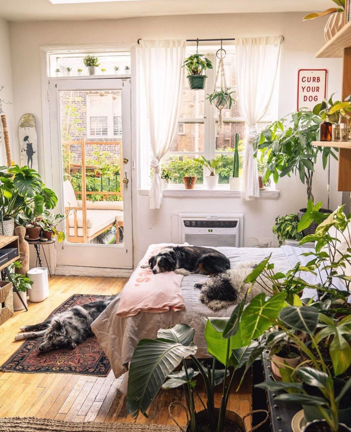 Hình dáng như cánh quạt, phiến lá dài hình thùy như lông chim đối xứng đại diện sự cân bằng, sức sống mãnh liệt nên được gắn với ý nghĩa bình an, may mắn, vạn sự như ý nên rất được nhiều người ưa chuộng. 