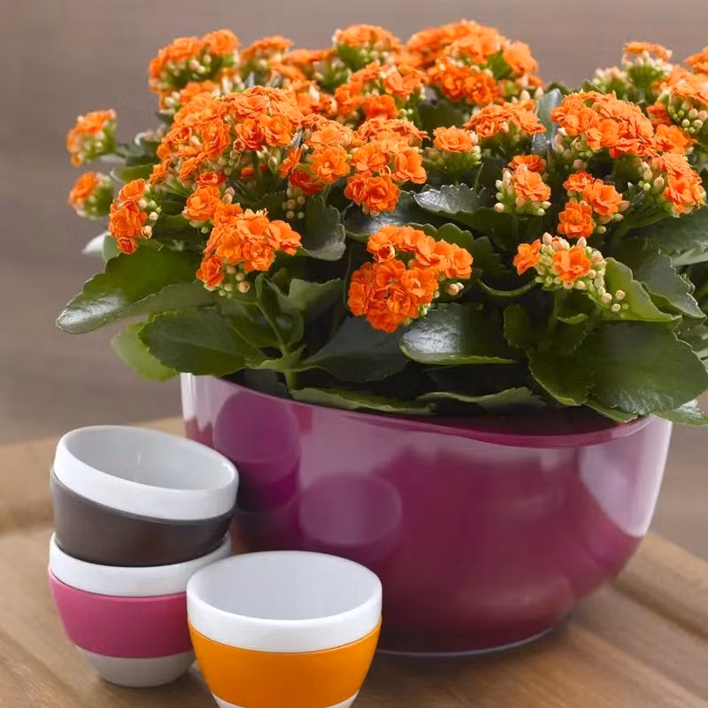  Nhiều gia đình thường đặt cây sống đời như lời cầu mong cho gia đình sức khỏe và hạnh phúc. Bên cạnh đó là ý nghĩa cho sự sinh sôi nảy nở, tinh thần đoàn kết của các thành viên. Đối với gia đình, việc chậu cây sống đời trong nhà tượng trưng cho sức khỏe và hạnh phúc. Đối với bạn bè nó tượng trưng cho tình thân. 