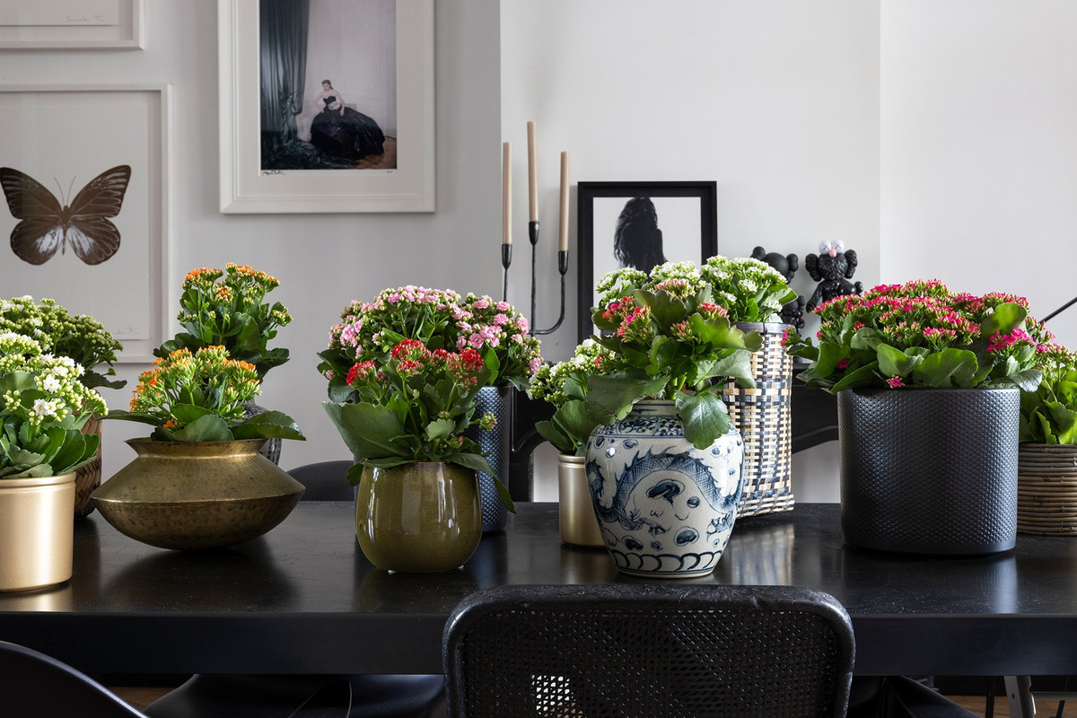  Cây cảnh này không cao, thường bắt đầu nở hoa khi cao từ 20 đến 30 cm. Lá có hình trái tim và có màu xanh. Ngay cả khi chưa nở hoa, lá của cây cảnh này vẫn có giá trị trang trí cao. Ngoài ra, cây cảnh này còn có ý nghĩa tốt, có thể thanh lọc không khí, tăng hàm lượng oxy trong phòng ngủ nên rất thích hợp để trong phòng ngủ. 