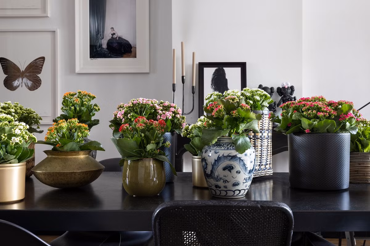  Cây cảnh này không cao, thường bắt đầu nở hoa khi cao từ 20 đến 30 cm. Lá có hình trái tim và có màu xanh. Ngay cả khi chưa nở hoa, lá của cây cảnh này vẫn có giá trị trang trí cao. Ngoài ra, cây cảnh này còn có ý nghĩa tốt, có thể thanh lọc không khí, tăng hàm lượng oxy trong phòng ngủ nên rất thích hợp để trong phòng ngủ. 