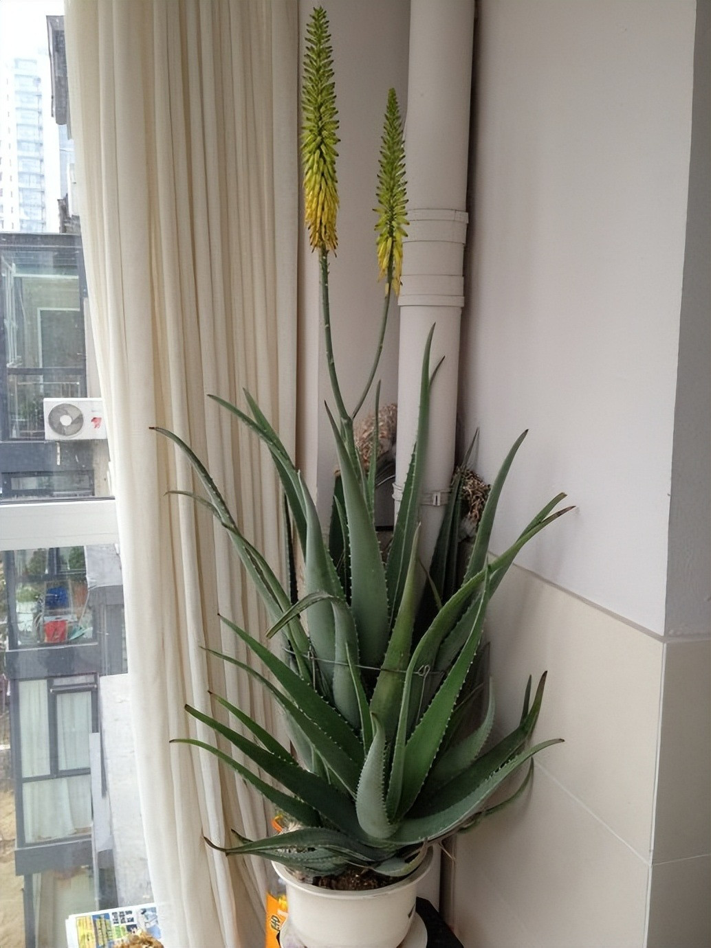 br/> ‌Cấm kỵ phong thủy‌: Trong phong thủy, không nên đặt nha đam ở đầu hoặc cuối giường để tránh ảnh hưởng đến chất lượng giấc ngủ‌. Ngoài ra, tránh đặt nha đam ở vị trí tài chính, vì vị trí tài chính phải thông thoáng, không có trở ngại.