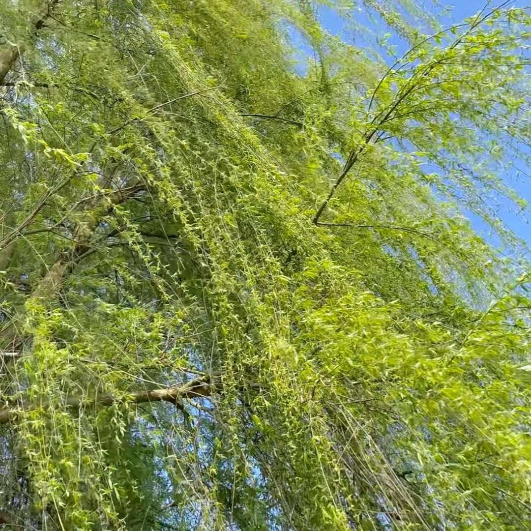  2. Người xưa nói: Liễu già bảo vệ bình yên cho gia đình. Cây liễu là một loại cây rất phổ biến. Cây liễu có cành mềm, lá xanh, mang lại cho con người cảm giác trong lành, yên bình nên được mệnh danh là “người đẹp bên nước”. 