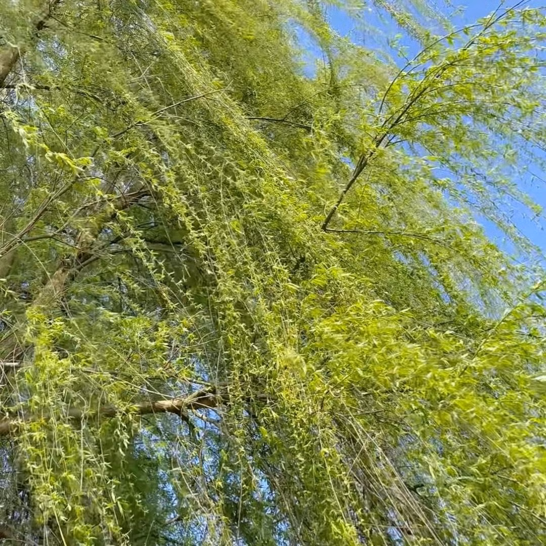  2. Người xưa nói: Liễu già bảo vệ bình yên cho gia đình. Cây liễu là một loại cây rất phổ biến. Cây liễu có cành mềm, lá xanh, mang lại cho con người cảm giác trong lành, yên bình nên được mệnh danh là “người đẹp bên nước”. 