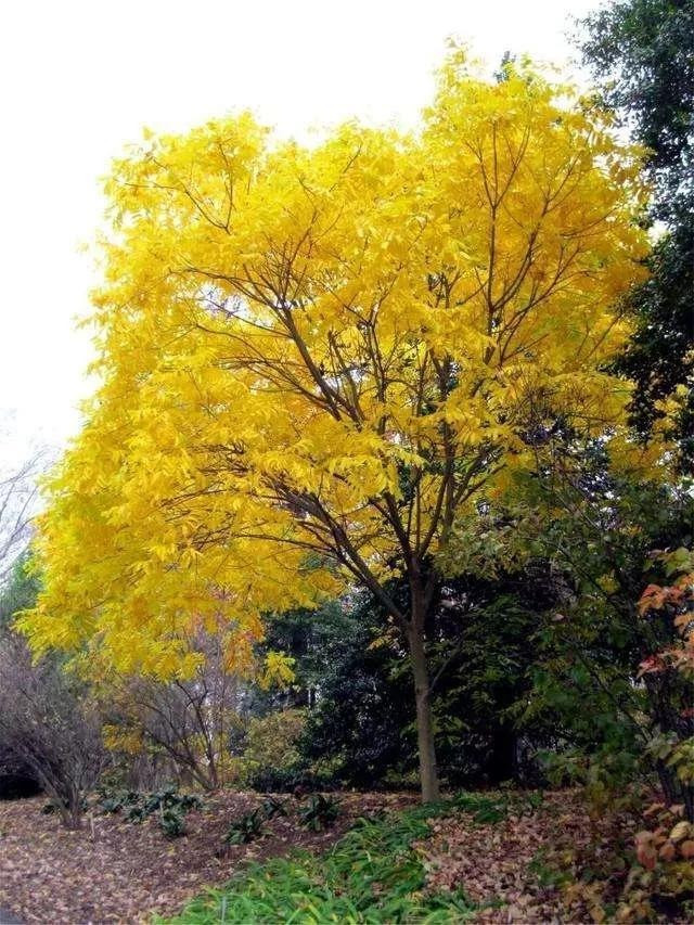  Ở nước ta, cây thường xuất hiện rải rác ở hầu hết các nơi thuộc vùng núi thấp (dưới 1000m) và trung du (Bắc Giang, Phú Thọ, Vĩnh Phúc, Tuyên Quang, Nghệ An,...). Ngoài ra, chúng còn được trồng ở đình chùa, làng bản,... nhằm lấy quả và bóng mát.