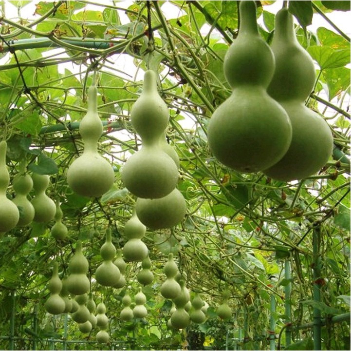  Quả bầu có hình dáng độc đáo, ý nghĩa sâu sắc, được coi là biểu tượng của “may mắn, phú quý, trường thọ” và có thể mang đến cho con người những lời chúc bình an, hạnh phúc và trường thọ. Ảnh minh họa Toutiao