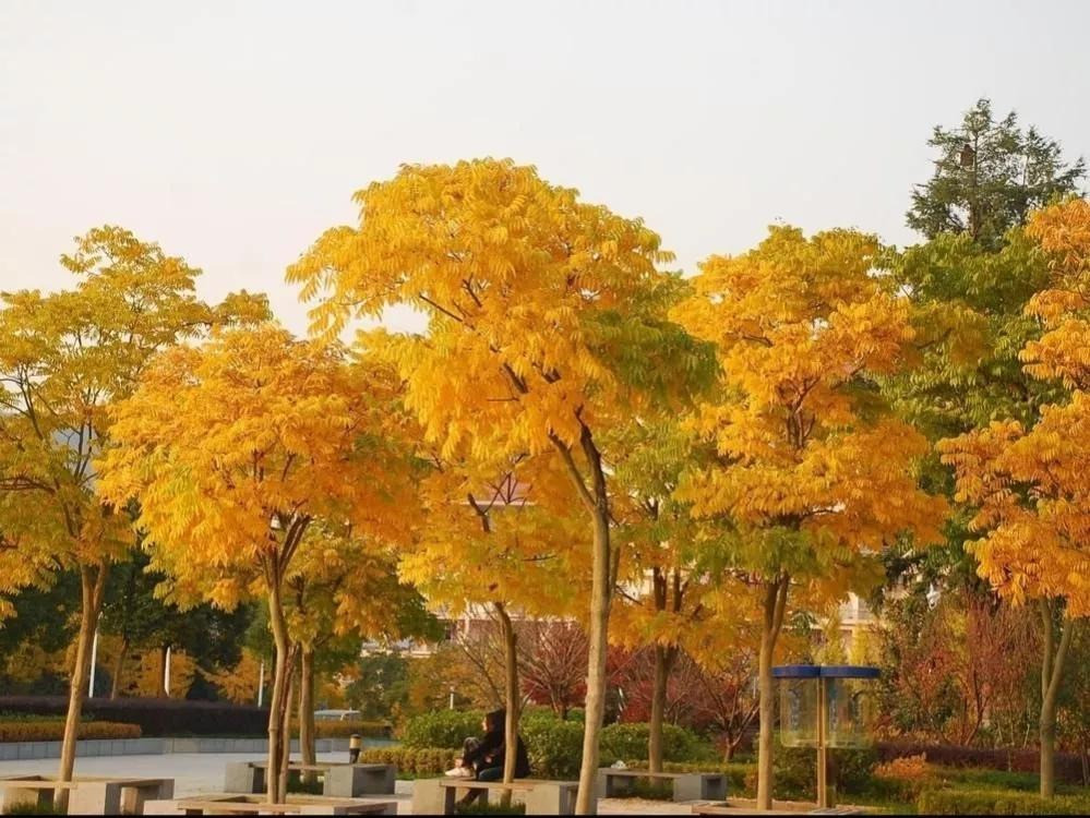 7. Người xưa nói: Cây bồ hòn giúp tránh tai họa. Cây bồ hòn (tên khoa học là Sapindus saponaria Linnaeus Soapberry) hay còn gọi là cây xà phòng, cây vàng, cây nhãn giả... 