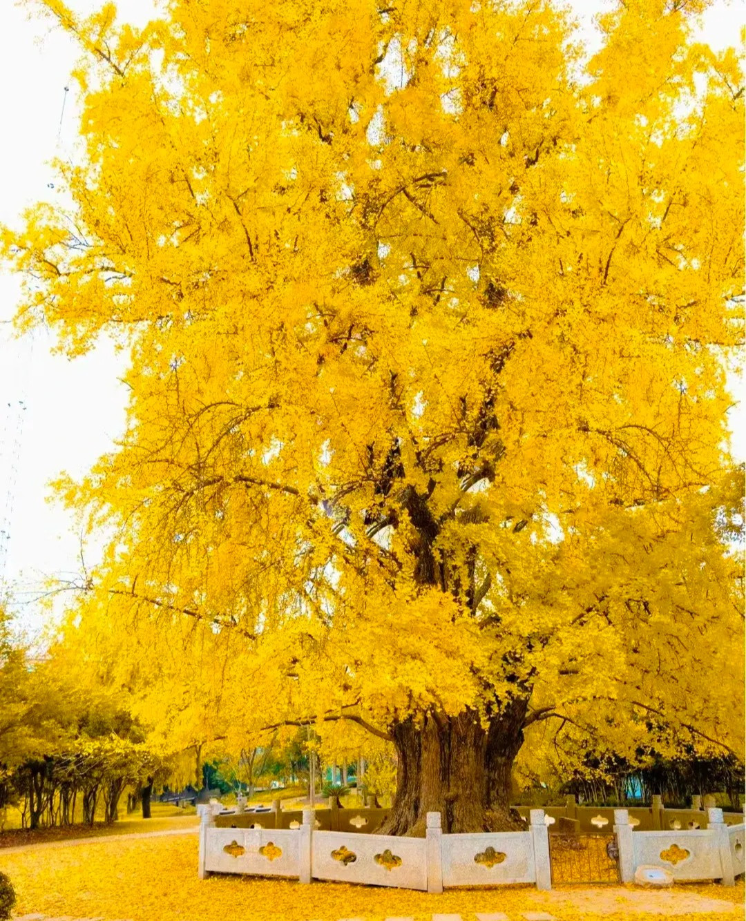 4. Người xưa nói: Bạch quả trấn nhà, giữ trạch. Cây bạch quả là một loại cây rất cổ xưa, được mệnh danh là "hóa thạch sống" và đã tồn tại hàng trăm triệu năm. Lá của cây bạch quả có hình quạt và chuyển sang màu vàng vàng vào mùa thu rất đẹp. Ảnh minh họa Toutiao 