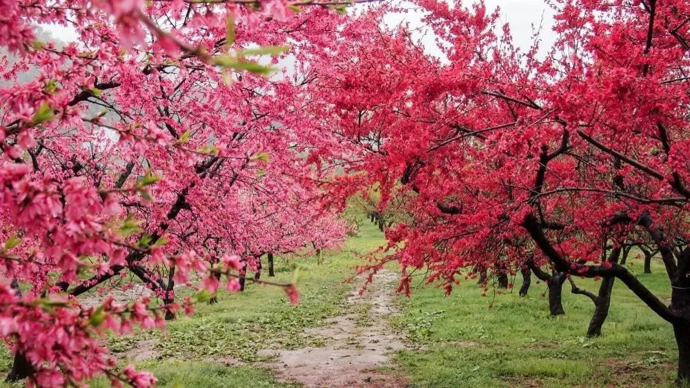  8. Người xưa nói: Cây đào trấn áp ma quỷ. Cây đào là một loại cây ăn quả phổ biến. Khi nở hoa vào mùa xuân, hoa nở màu hồng, tạo cho người ta cảm giác thích thú về thị giác. Quả của cây đào rất ngon và được người dân vô cùng yêu thích. Ảnh minh họa newhomesource 