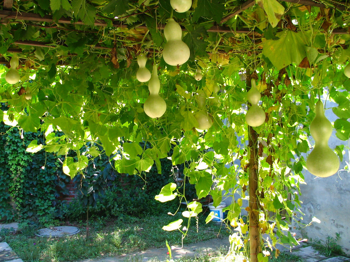 1. Người xưa nói: "Bầu đè cửa sổ, tiền lăn ra ngoài". Bầu đóng vai trò quan trọng trong văn hóa phương Đông. Nó không chỉ là nguyên liệu thực phẩm thông thường mà còn là linh vật được sử dụng rộng rãi trong tín ngưỡng dân gian và phong thủy. Ảnh minh họa Toutiao 