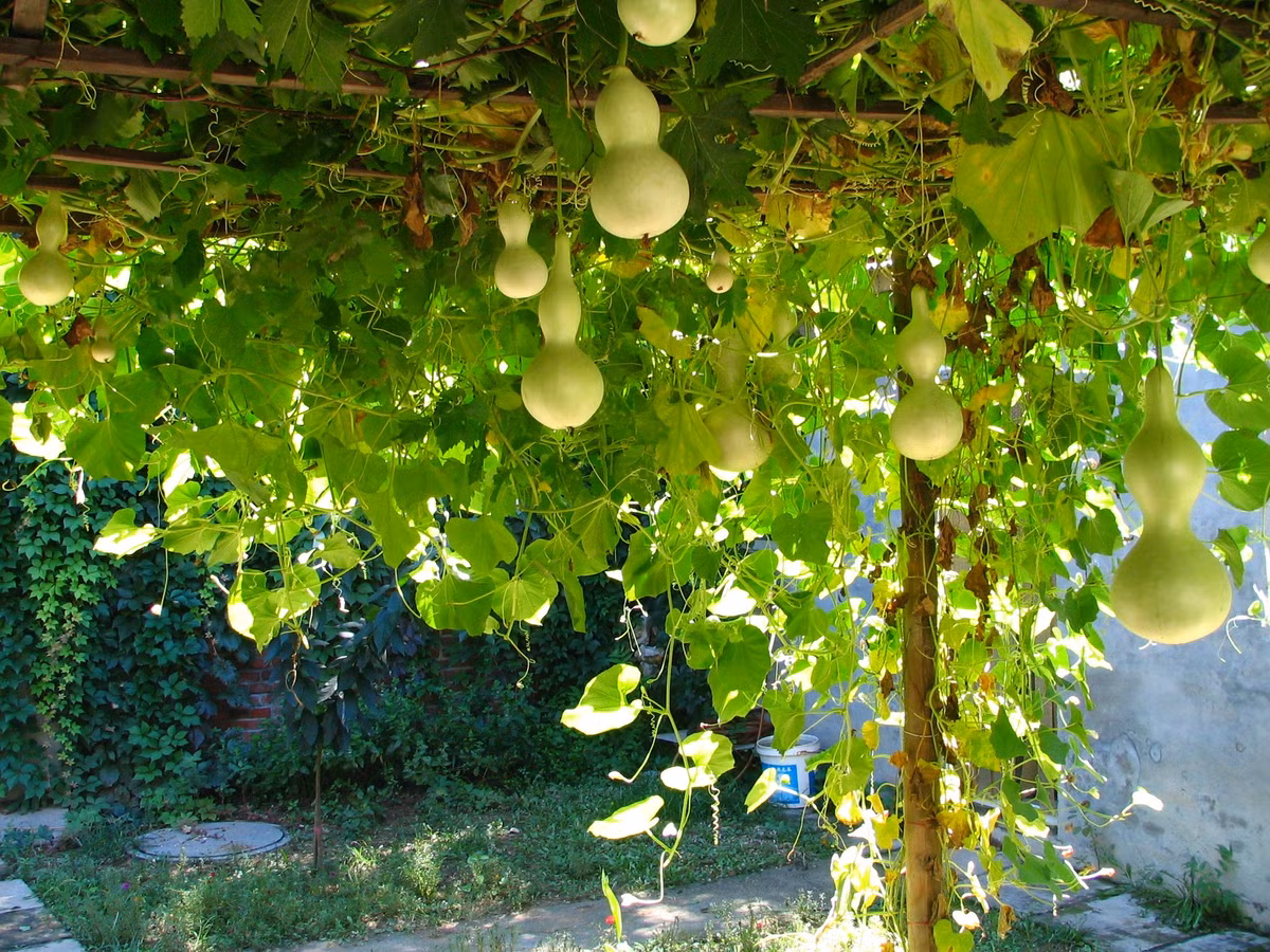 1. Người xưa nói: "Bầu đè cửa sổ, tiền lăn ra ngoài". Bầu đóng vai trò quan trọng trong văn hóa phương Đông. Nó không chỉ là nguyên liệu thực phẩm thông thường mà còn là linh vật được sử dụng rộng rãi trong tín ngưỡng dân gian và phong thủy. Ảnh minh họa Toutiao 