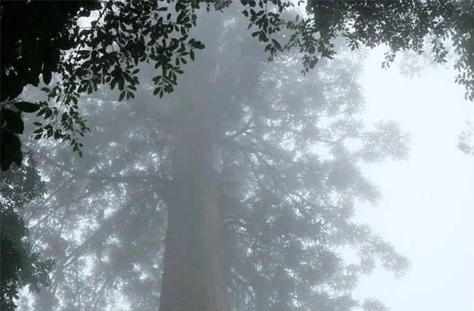 Cây có tên khoa học là Cunninghamia konishii hay còn gọi là sa mộc dầu, mạy lâng lênh thuộc họ nhà thông. Gốc cây có đường kính gần 4 m, thân thẳng đứng, cao khoảng 70 m. Năm 2013, cây được Hội Bảo vệ thiên nhiên và môi trường Việt Nam công nhận là cây di sản Việt Nam.