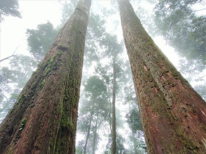 Nói về phương án bảo vệ khu rừng và hai cây nghìn năm tuổi, ông Lang Hồng Tuyên - Bí thư chi bộ kiêm trưởng bản Vịn cho biết: “Cả bản có 180 hộ chủ yếu là người Thái, tất cả đều coi hai cây nghìn năm tuổi là ‘thần mộc’ và bảo vệ nghiêm ngặt.